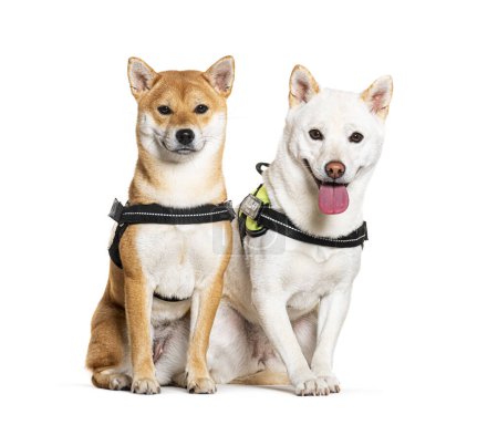 Téléchargez les photos : Deux chiens Shiba Inu assis ensemble, portant un harnais, isolés sur du blanc - en image libre de droit