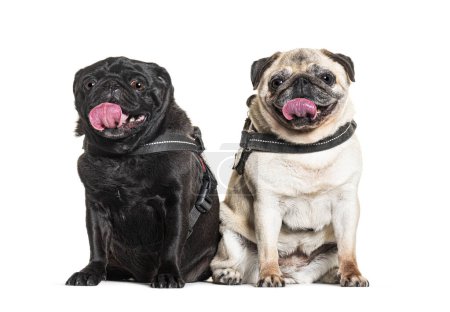 Téléchargez les photos : Pugs haletants, portant un harnais pour chien, isolés sur blanc - en image libre de droit