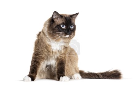 Téléchargez les photos : Ragdoll chat portant un harnais, isolé sur blanc - en image libre de droit