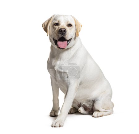 Photo for Labrador Panting, isolated on white - Royalty Free Image