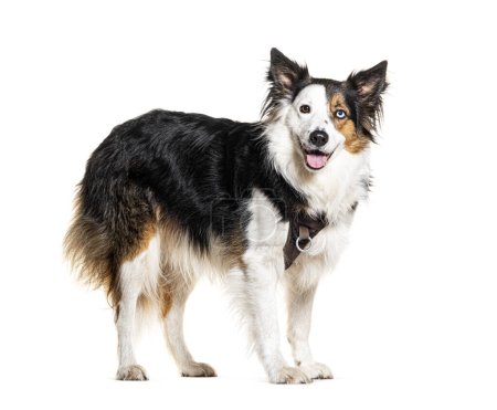 Photo for Panting Border collie wearing a harness, isolated on white - Royalty Free Image