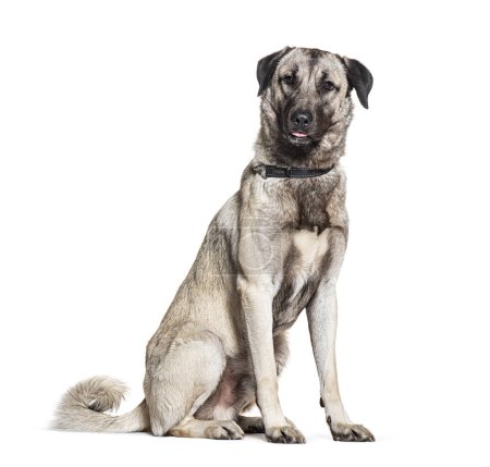 Téléchargez les photos : Mongrel Chien portant un collier de chien, isolé sur blanc - en image libre de droit
