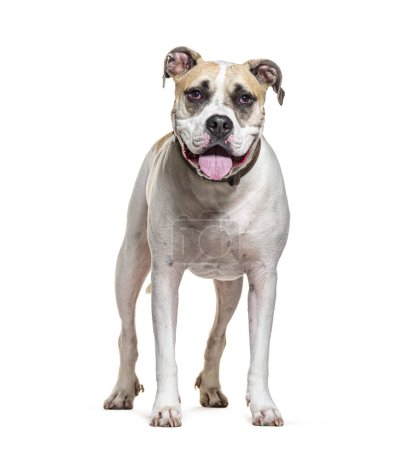 Téléchargez les photos : Mongrel Chien haletant portant un collier de chien, isolé sur blanc - en image libre de droit