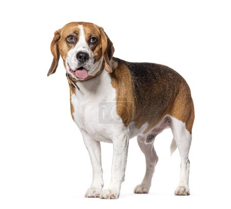 Photo for Beagle wearing a collar, isolated on white - Royalty Free Image