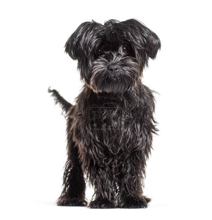 Photo for Shaggy black Mongrel Dog, isolated on white - Royalty Free Image