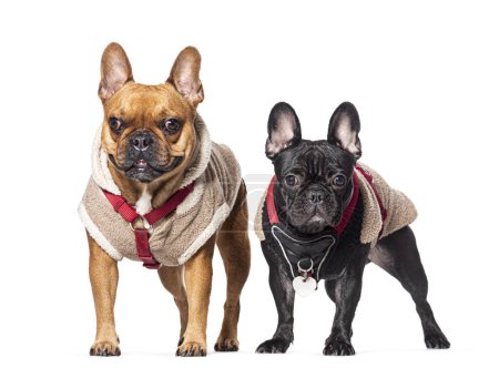 Téléchargez les photos : Bulldogs français portant ensemble un harnais pour chien, isolé sur blanc - en image libre de droit