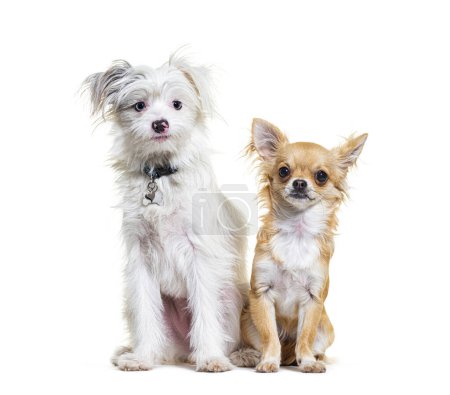 Photo for Chihuahua and Yorkie-Pom, isolated on white - Royalty Free Image