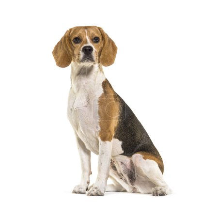 Foto de Beagle perro sentado, mirando hacia otro lado, sobre fondo blanco - Imagen libre de derechos