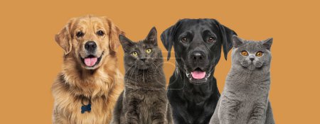 Téléchargez les photos : Chats et chiens heureux haletant, ensemble dans une rangée, agaisnt orange - en image libre de droit