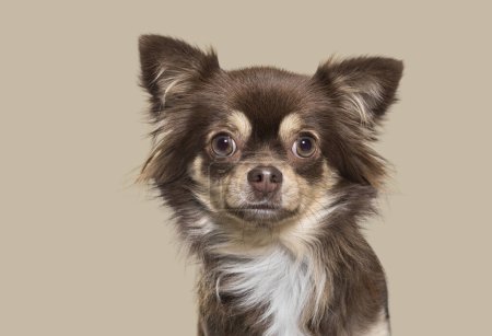 Photo for Head shot of a Chihuahua against a brown backgroung - Royalty Free Image