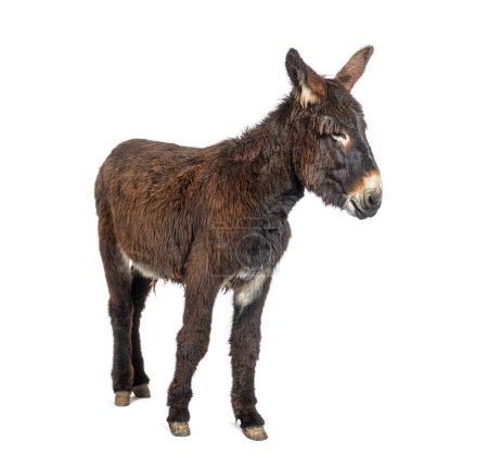 Photo for Side view of a Martina Franca donkey, isolated on white - Royalty Free Image