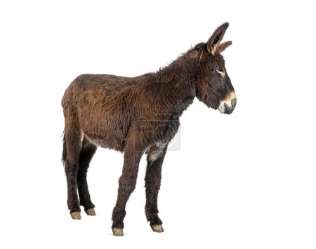 Photo for Side view of a Martina Franca donkey, isolated on white - Royalty Free Image
