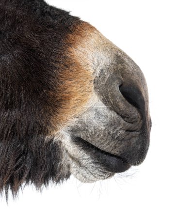 Téléchargez les photos : Gros plan sur le nez et les lèvres d'un âne Martina Franca, isolé sur blanc - en image libre de droit