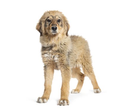 Téléchargez les photos : Jeune chien de berger Sila, isolé sur blanc - en image libre de droit