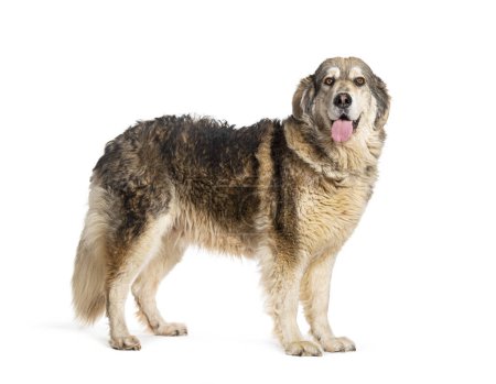 Photo for Side view of a Sila Shepherd standing and panting, isolated on white - Royalty Free Image