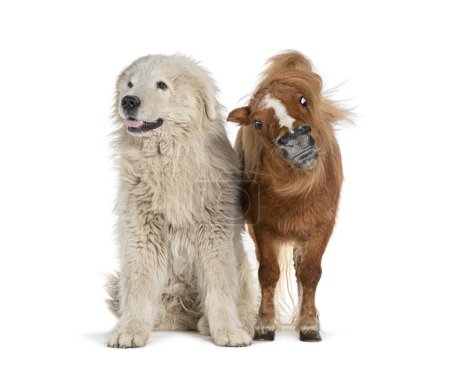 Photo for Maremma Sheepdog and Falabella Miniature Horse side by side, isolated in white - Royalty Free Image
