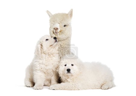 ocho semanas ols cachorros Maremma siendo impregnada con una joven alpaca, juntos, aislados en blanco
