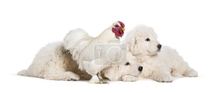 Foto de Ocho semanas ols cachorros Maremma siendo impregnado con un pollo, juntos, aislado en blanco - Imagen libre de derechos