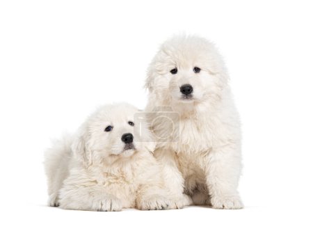 eight weeks ols puppies Maremma Sheepdogs, isolated on white