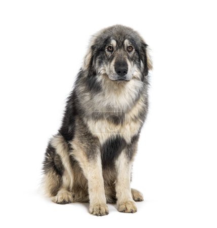 Photo for Sitting Sila Shepherd looking at the camera, isolated on white - Royalty Free Image