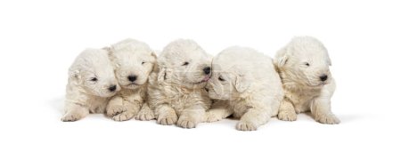 Photo for Pack of Puppies Maremma Sheepdogs in a row, isolated on white - Royalty Free Image