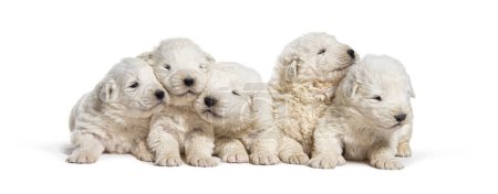 Pack of Puppies Maremma Sheepdogs in a row, isolated on white