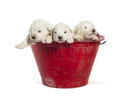 Photo for Puppies Maremma Sheepdogs getting out of a red bucket - Royalty Free Image