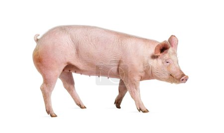 Téléchargez les photos : Vue latérale d'un cochon domestique marchant, isolé sur blanc - en image libre de droit
