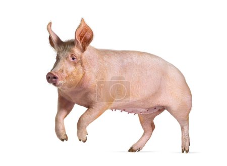 Téléchargez les photos : Porcs domestiques courant et sautant, isolés sur blanc - en image libre de droit