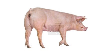 Foto de Vista trasera de un cerdo doméstico caminando y mirando a la cámara, aislado en blanco - Imagen libre de derechos
