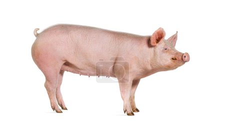 Foto de Vista lateral de un cerdo doméstico, aislado en blanco - Imagen libre de derechos
