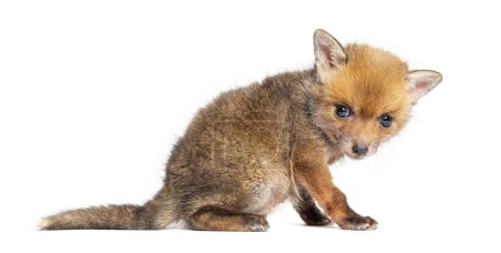 Téléchargez les photos : Vue arrière d'un petit renard roux de cinq semaines assis, isolé sur blanc - en image libre de droit