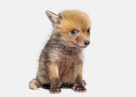 Téléchargez les photos : Mignon assis cinq semaines Red fox ourson regardant la caméra, isolé sur gris - en image libre de droit
