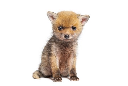 Photo for Sitting five weeks old Red fox cub looking at the camera, isolated on white - Royalty Free Image