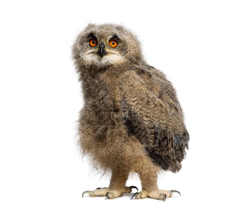 Téléchargez les photos : Un mois Eurasian Eagle-Owl poussin, Bubo bubo, en regardant la caméra, isolé sur blanc - en image libre de droit