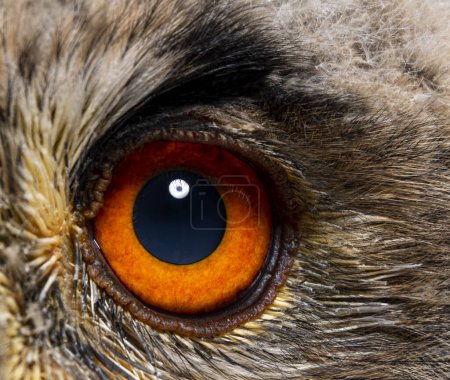Téléchargez les photos : Gros plan sur un oeil d'un mois, Bubo bubo - poussin Eagle-Owl eurasien - en image libre de droit