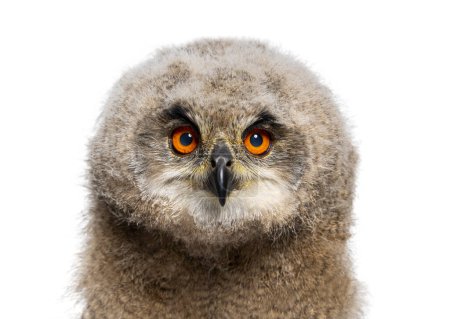 Photo for Head shot of a One month,  Eurasian Eagle-Owl chick, Bubo bubo, isolated on white - Royalty Free Image