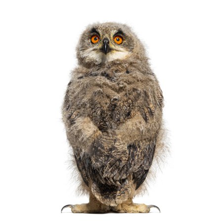 Téléchargez les photos : Vue de dos sur un mois Eurasian Eagle-Owl poussin tournant la tête vers la caméra, isolé sur blanc - en image libre de droit