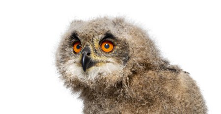 Téléchargez les photos : Tête d'un mois, poussin Eagle-Owl eurasien, Bubo bubo, isolé sur blanc - en image libre de droit