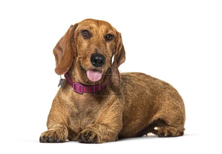 Photo for Dachshund lying down wearing a red collar, panting, isolated on white - Royalty Free Image