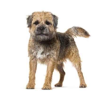 Photo for Border terrier, isolated on white - Royalty Free Image