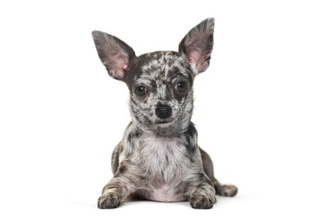 Téléchargez les photos : Allongé Blue Merle Chihuahua regardant la caméra, isolé sur blanc - en image libre de droit