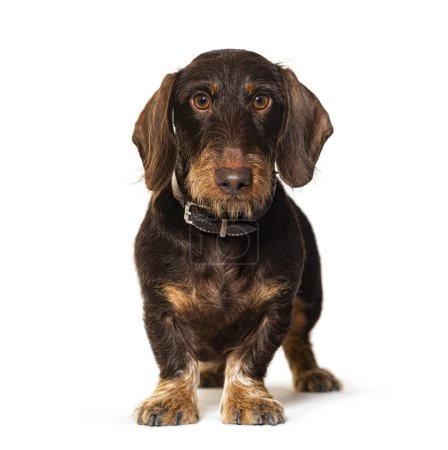 Brown Dachshund facing at the camera, isolated on white