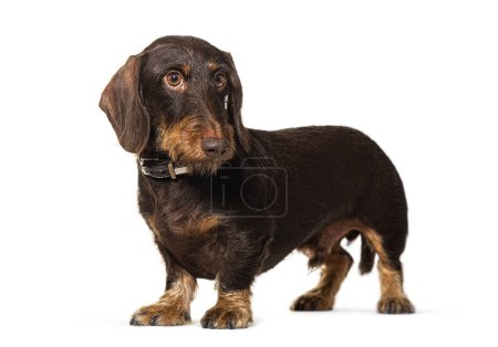 Photo for Standing Dachshundlooking away, isolated on white - Royalty Free Image