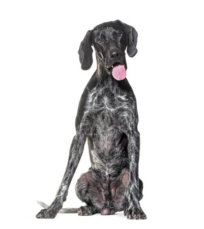 Photo for German Shorthaired Pointer Panting, isolated on white - Royalty Free Image