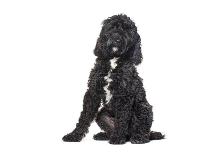 Photo for Cockapoo sitting mix poodle with cocker, isolated on white - Royalty Free Image
