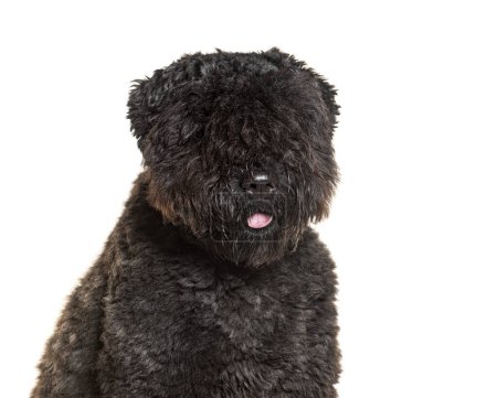 Photo for Bouvier des Flandres, isolated on white - Royalty Free Image