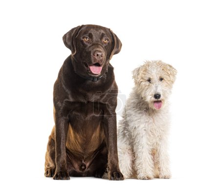 Téléchargez les photos : Fox terrier et chocolat labrador ensemble, isolés sur blanc - en image libre de droit