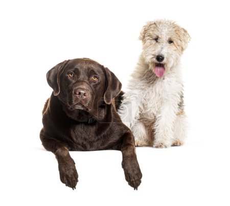 Téléchargez les photos : Fox terrier et chocolat labrador ensemble, isolés sur blanc - en image libre de droit