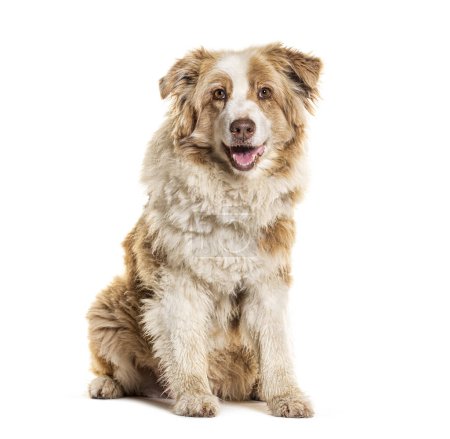 Photo for Happy Twelve years old autralian shepherd, isolated on white - Royalty Free Image